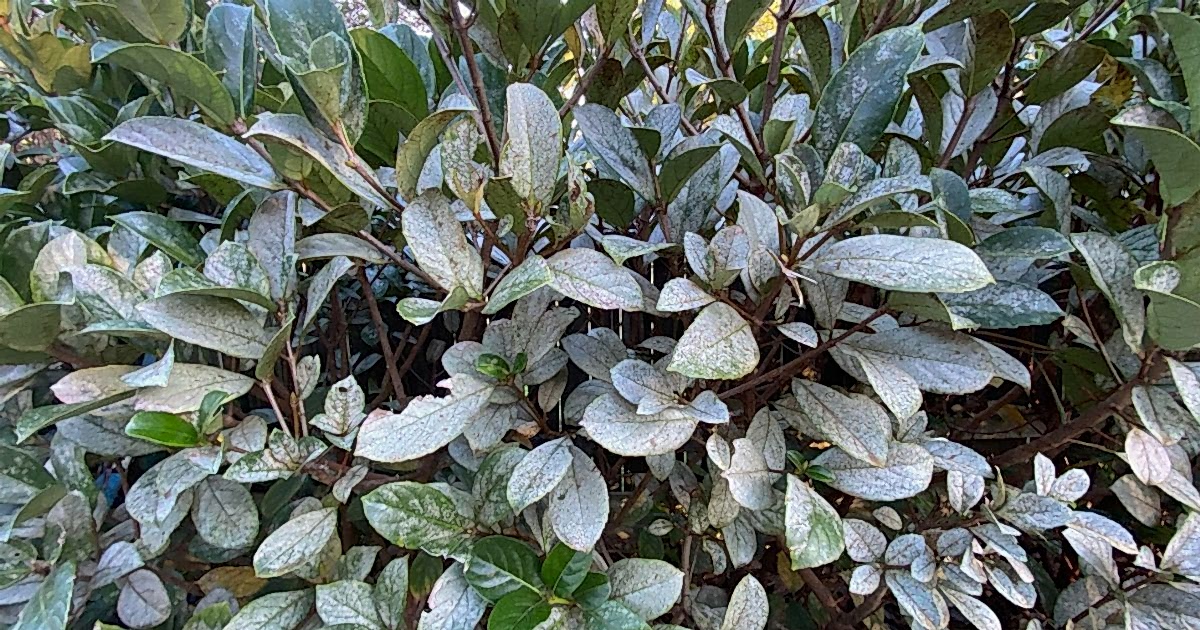 A close-up image of a viburnum hedge infested with garden mites, showing extensive damage to the leaves and branches.