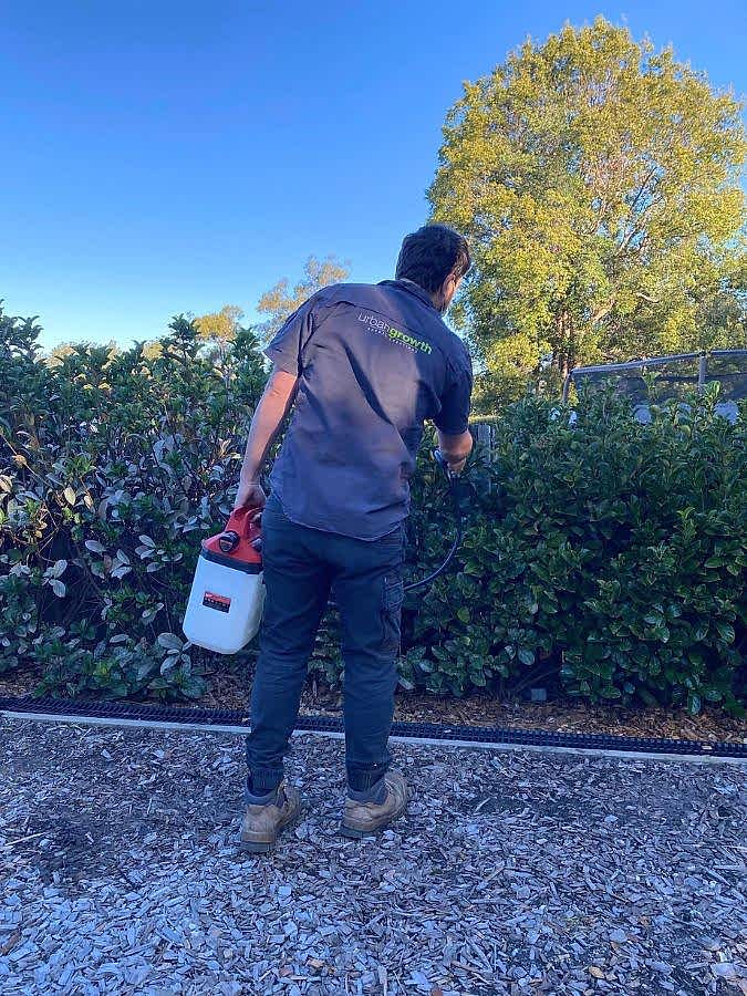 A close-up image of a viburnum hedge being treated for garden mites, with a gardener spraying a pesticide solution on the leaves.