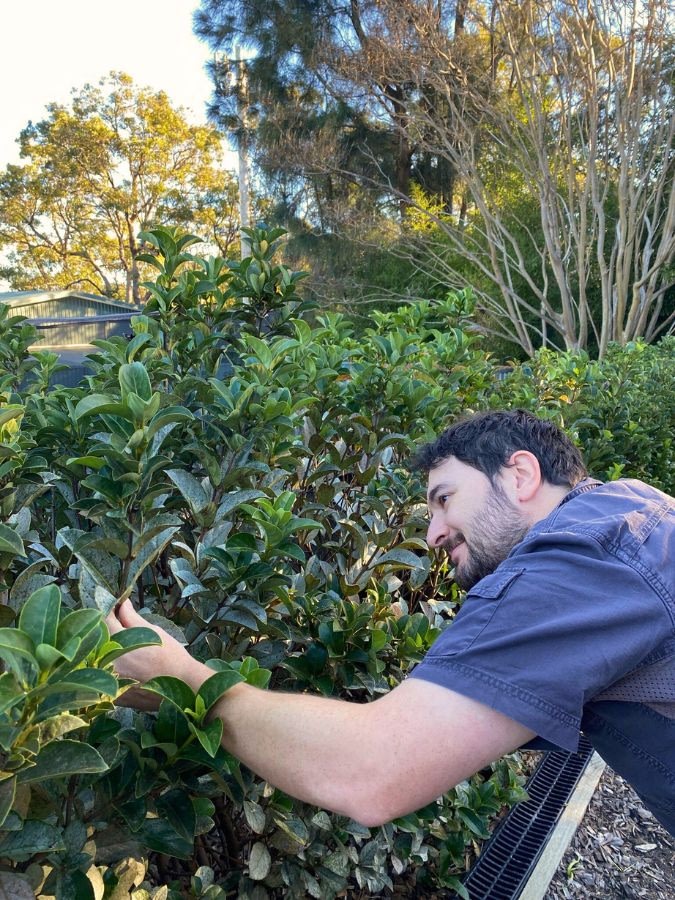 A gardener carefully examining a viburnum plant for signs of pests.