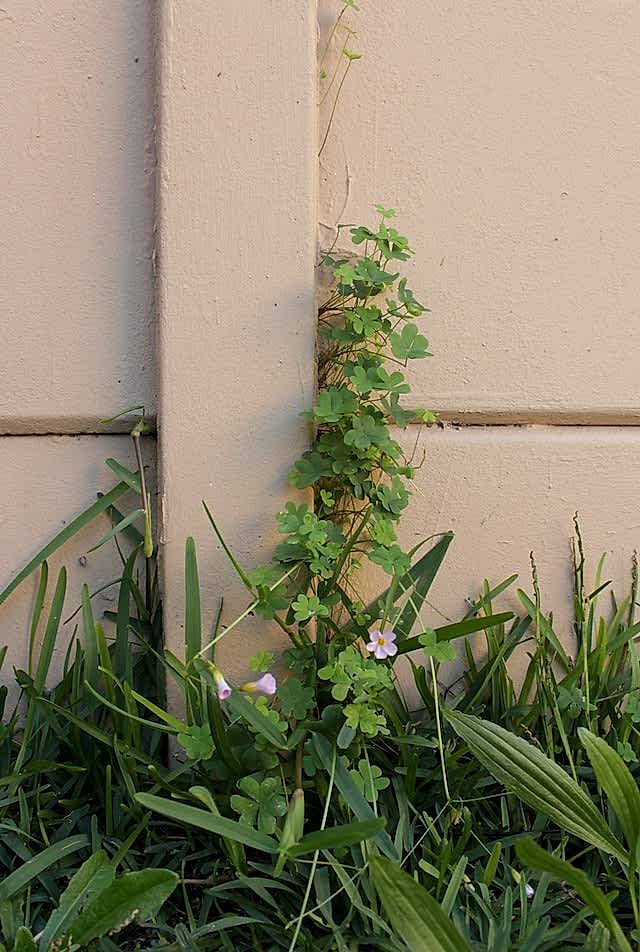 A clover weed climbs a drainpipe amidst neglected grass.