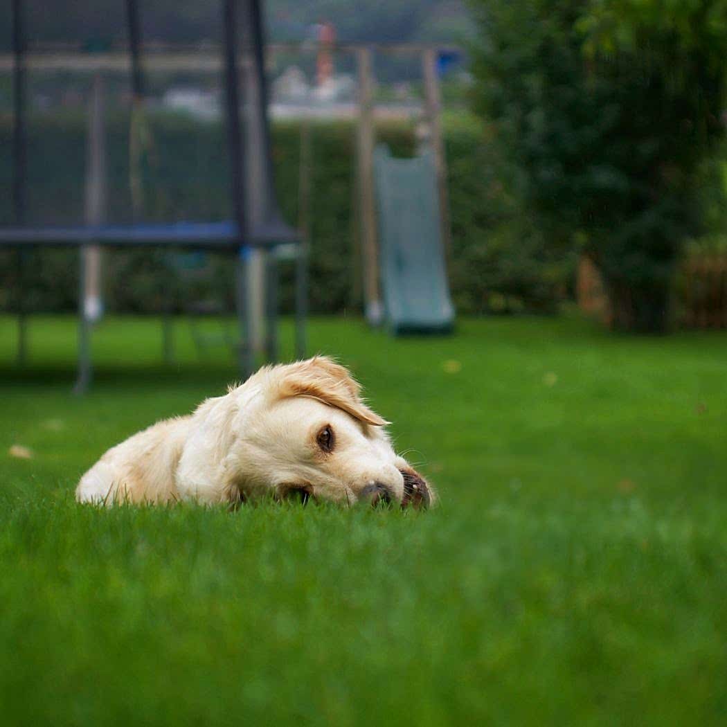 A white dog relaxes on a vibrant green lawn in a Northern Beaches backyard, with a trampoline and slippery slide in the background.